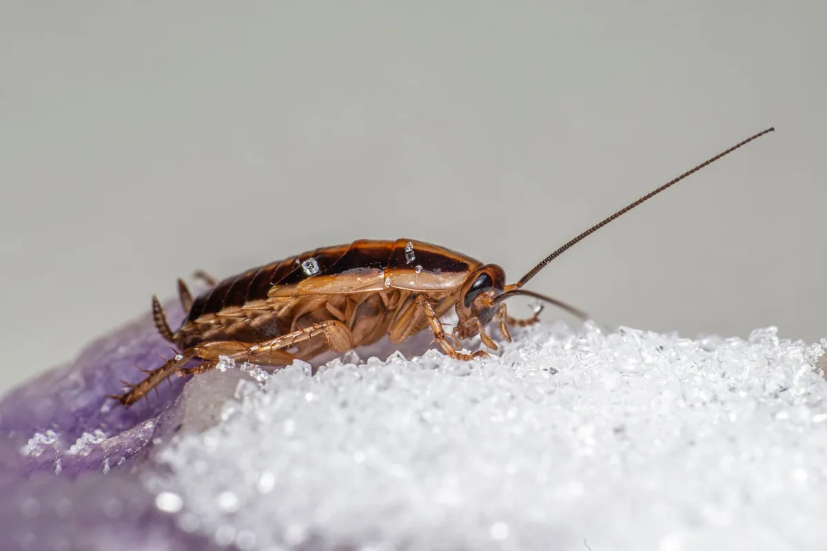 Cucaracha alemana comiendo granos de azúcar, uno de los alimentos que la atraen a la cocina